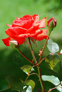 一朵红玫瑰花的特写图片