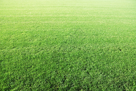 完美捷径绿色高尔夫球草的背景图片