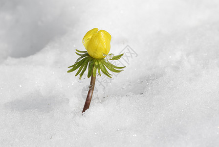 雪中的黄冬附子图片