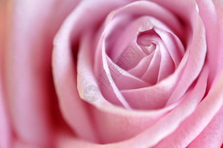 粉红玫瑰细节图片