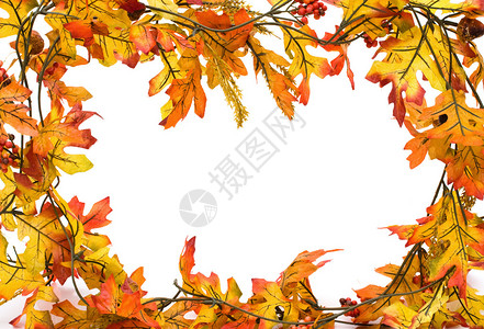 落叶与橡子分离在白色背景图片
