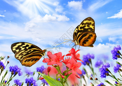 两只美丽的蝴蝶在花地上的背景图片
