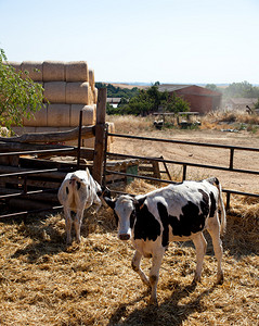 农场围栏里的奶牛图片
