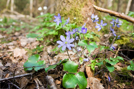 热血杆菌Hepaticano图片