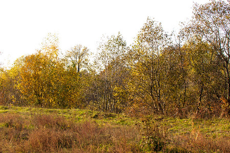 秋季森林背景图片