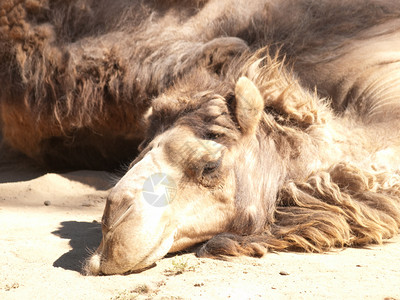 放松成年骆驼躺下放松图片