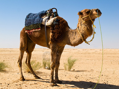 沙漠背景中的骆驼图片