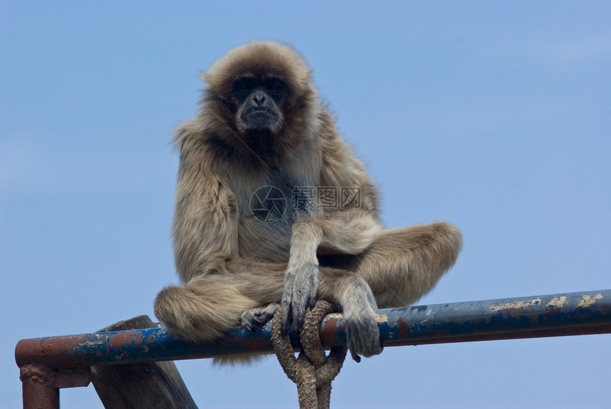 白手Gibbon或Lar图片