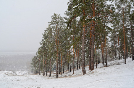 冬天的森林树木和降雪图片