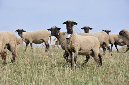 畜牧农场羊群图片