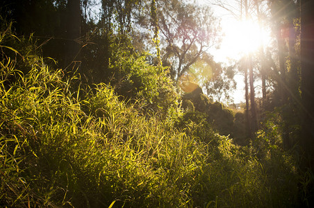 树木和草地的亮光下山阳光流过森林突图片
