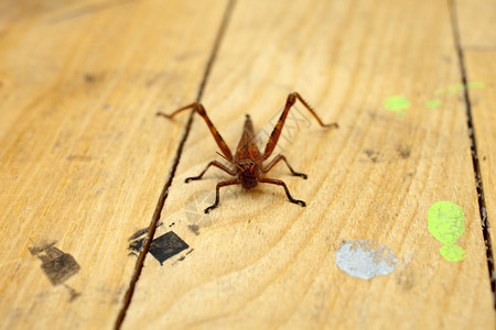 木地板上的蚂蚱图片