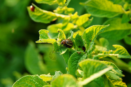 科罗拉多甲虫图片