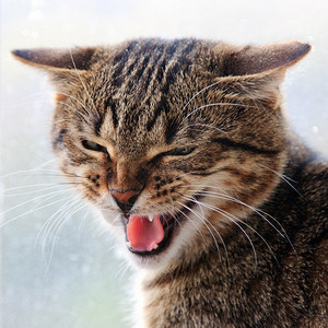 条纹愤怒的嘶猫脸图片