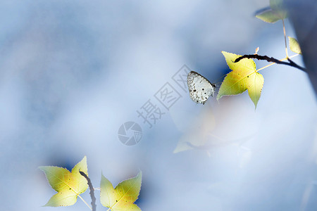 枫树上的蝴蝶图片