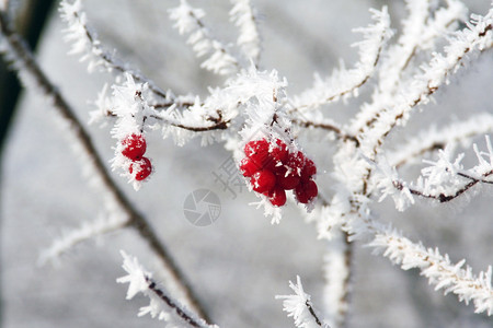 在寒冷的冬日早晨红浆果覆盖着白霜图片