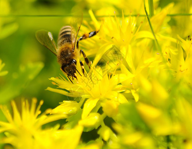 蜜蜂pismellifera图片