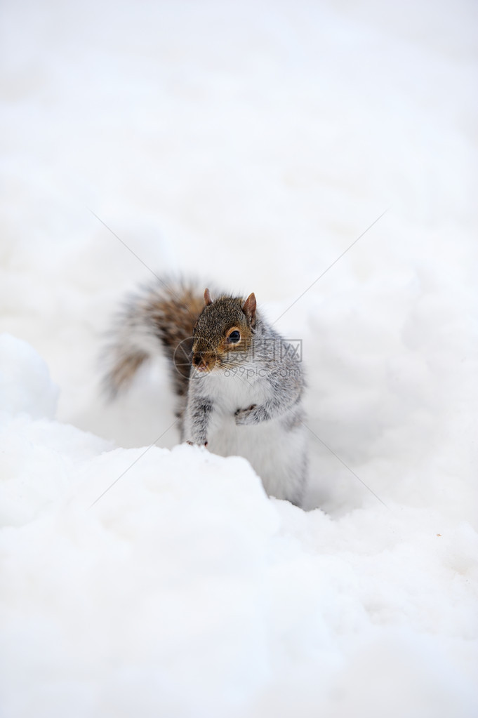 松鼠在冬季与白雪接头从纽约市曼哈图片