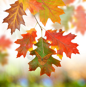 秋叶橡树叶图片