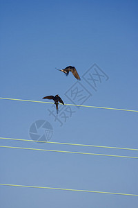两只鸟在钢电缆上打架Hirundostr图片