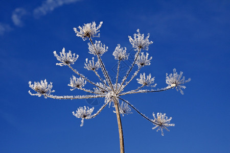 冬季带有冰晶的Umbellifer冬伊图片