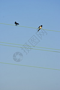 钢索上的两只鸟hirundorustica图片
