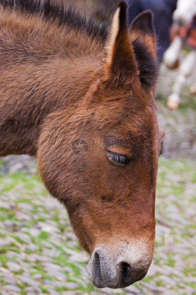 一头驴equusAfricanusasin图片