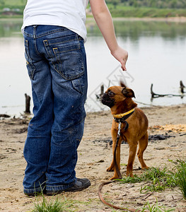 男孩和狗在湖边玩耍小屁孩Bra图片