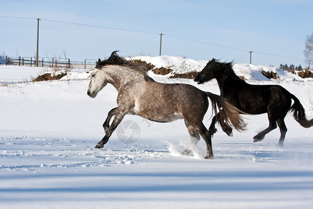 冬天奔跑的马群图片