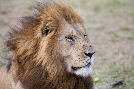 非洲狮子PantheraLeo肖像图片