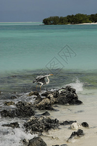 马尔代夫岛屿海滩上的海鸥图片