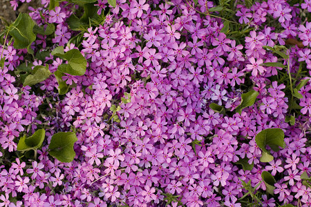背景与紫红色花图片