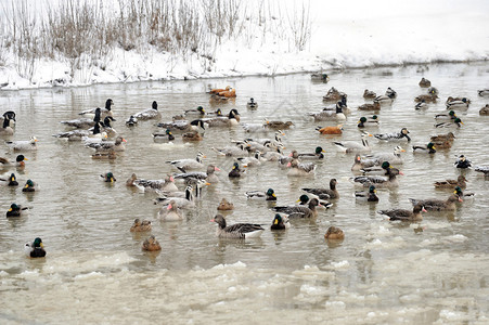 冬天的鸭子图片