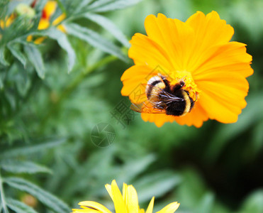 一只蜜蜂忙着喝黄花的蜜背景图片