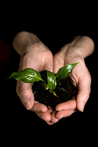 手中的植物背景图片