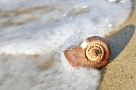 海滩上的贝壳与波浪图片