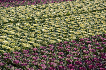 Sierkool或Brassica在荷兰Voorschoten图片