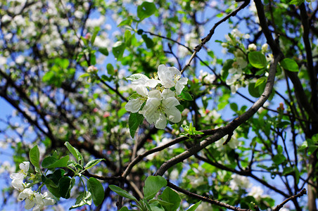 开花的苹果树苹果花特写图片