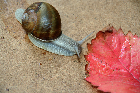 蜗牛与叶子图片