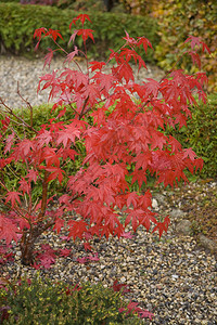秋天红树丛可以背景图片