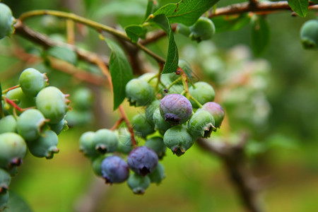 灌木上的蓝莓图片