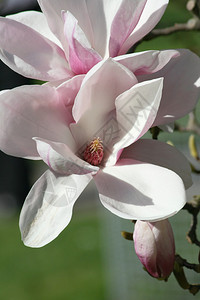粉红色玉兰花的特写图片