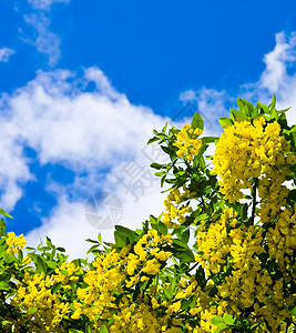 黄花映衬着乌云密布的深蓝天空图片