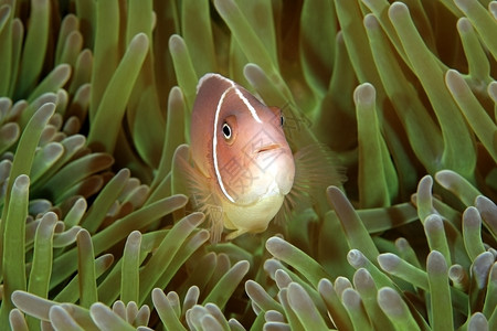 粉色阿内莫尼鱼安菲普里翁过渡在其海葵图片