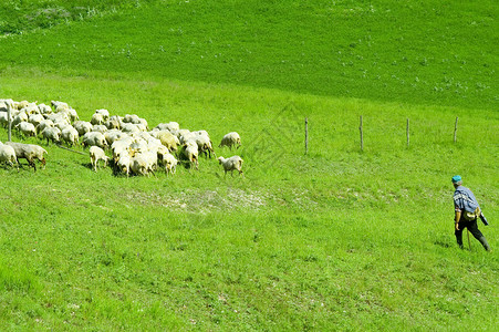 在草地上放羊的牧羊人图片