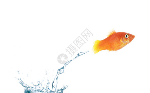 金鱼从水里跳出来图片