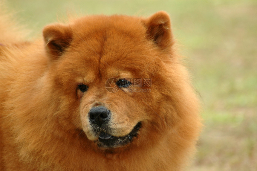 一个美丽的红色周狗头像图片