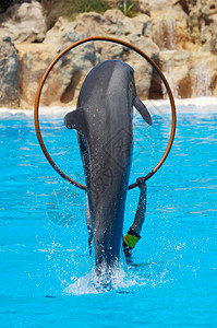 海豚在游泳池里表演的照片高清图片