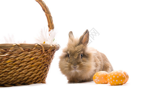 节日复活节兔子正坐在篮子旁边白底图片