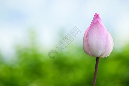 粉色莲花图片